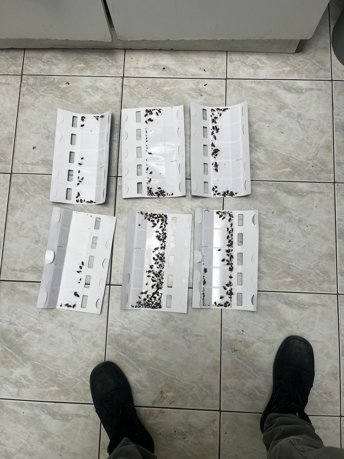 plaque de glu - piège à phéromones pour cafards - blattes (lot de 5)